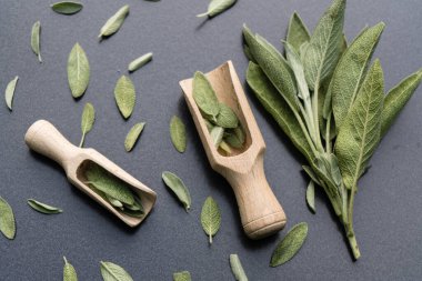 Adaçayı yapraklı alternatif Medecine.