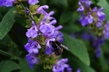 Adaçayı yapraklı alternatif Medecine.
