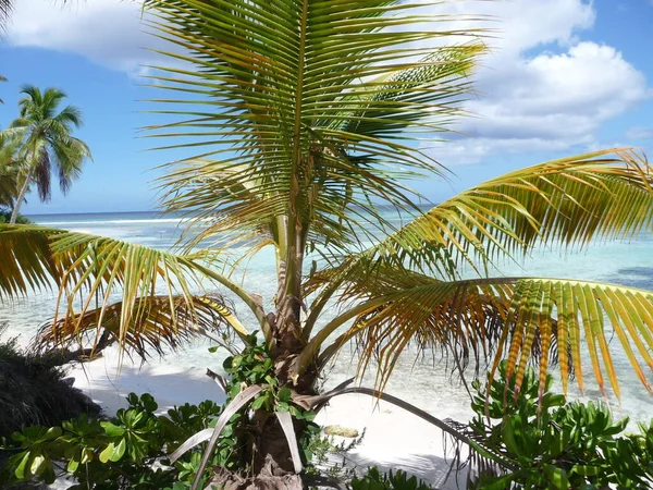 Eenzame Strand Dominicaanse Republiek Natuurreservaat Saona Parque Nacional Del Este — Stockfoto