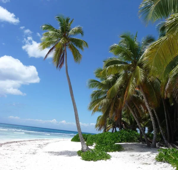 Eenzame Strand Dominicaanse Republiek Natuurreservaat Saona Parque Nacional Del Este — Stockfoto