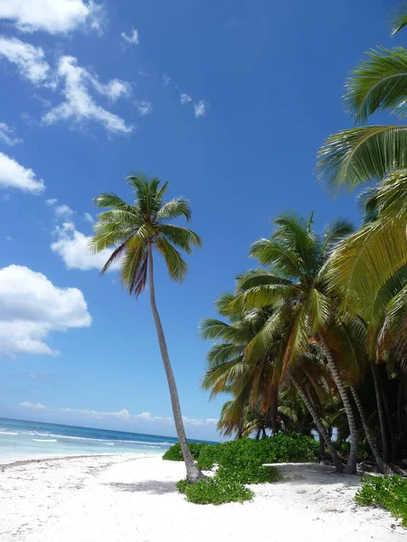 Eenzame Strand Dominicaanse Republiek Natuurreservaat Saona Parque Nacional Del Este — Stockfoto