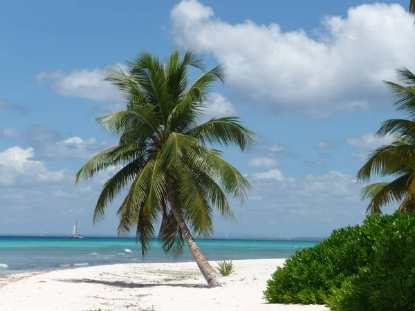 Playa Solitaria República Dominicana Reserva Natural Saona Parque Nacional Del —  Fotos de Stock