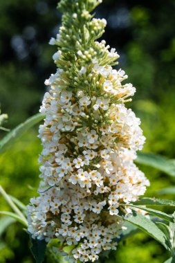 Buddleja Daviddi Kelebek Çalısı