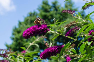 Buddleja Daviddi Kelebek Çalısı