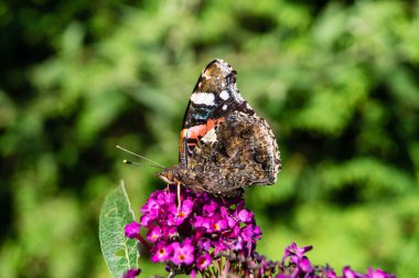 Buddleja Daviddi Kelebek Çalısı