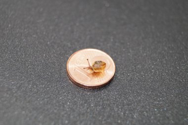 Para yavaşça artıyor.