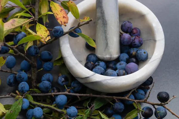 Blackthorn Berry Prunus Spinosa — Stock Photo, Image