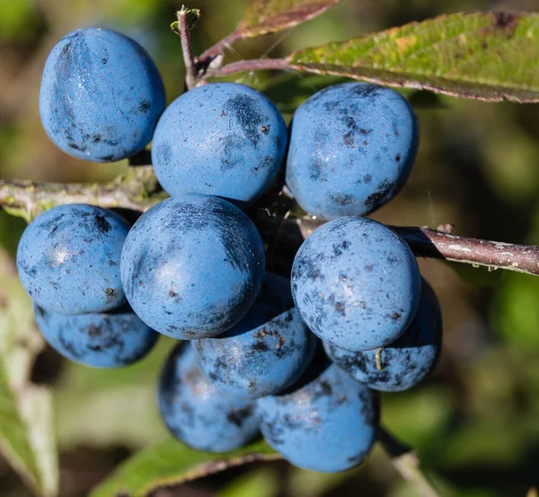 Blackthorn Berry Prunus Spinosa — Stock Photo, Image