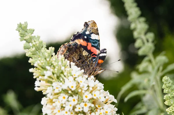 Buddleja Daviddi Kelebek Çalısı