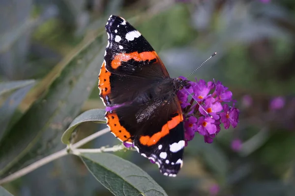 Buddleja Davidii Arbusto Mariposa — Foto de Stock