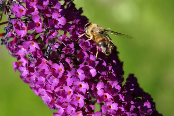 Buddleja Daviddi Kelebek Çalısı — Stok fotoğraf