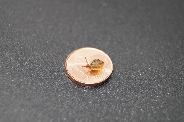 Para yavaşça artıyor.