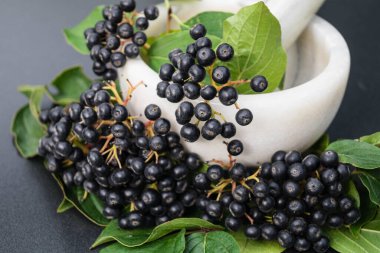 Siyah Rowan Aronia boğuk çilek