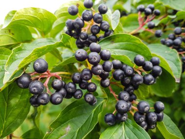 Siyah Rowan Aronia boğuk çilek