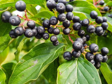 Siyah Rowan Aronia boğuk çilek