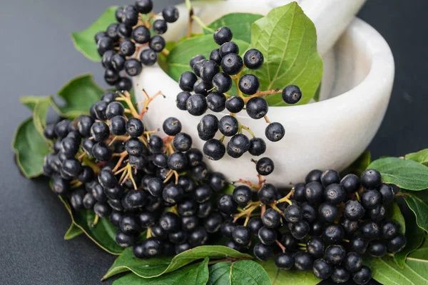 Black Rowan Aronia Chokeberry — Stock Photo, Image