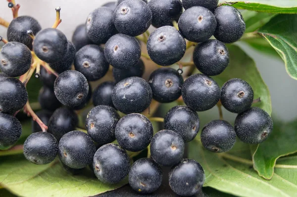 Siyah Rowan Aronia Boğuk Çilek — Stok fotoğraf