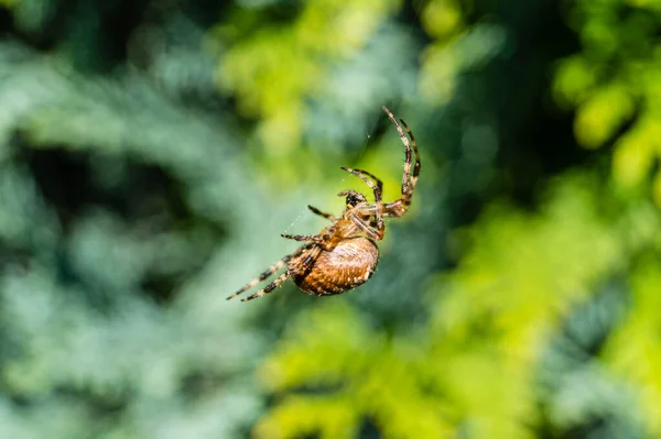 Spindel Nätet — Stockfoto