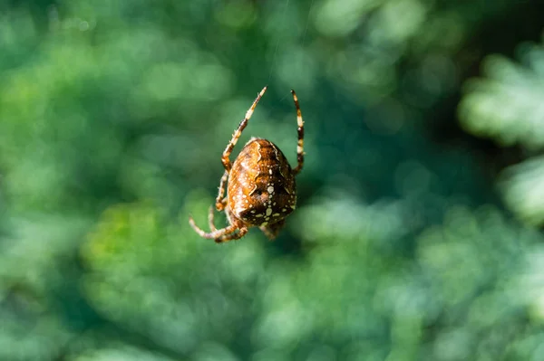 Spindel Nätet — Stockfoto