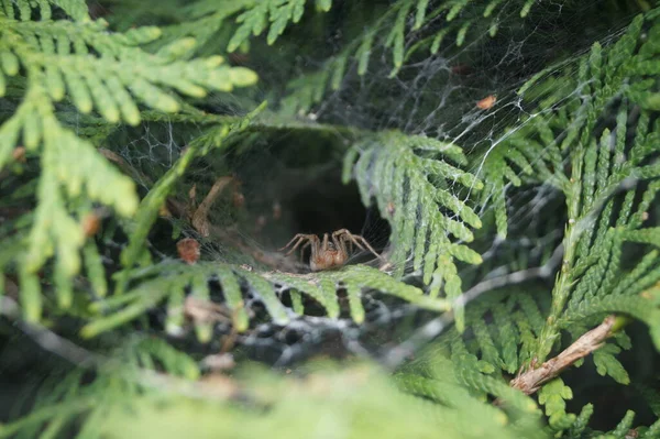 Aranha Teia — Fotografia de Stock