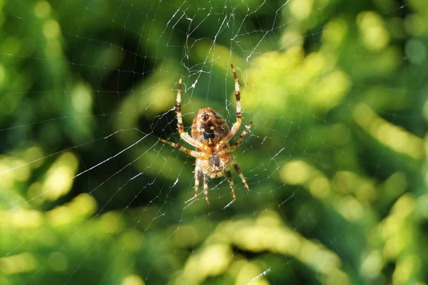 Spindel Nätet — Stockfoto