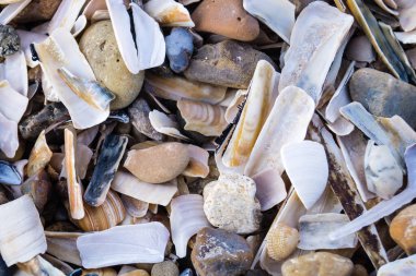 Soyut Arkaplan ya da duvar kağıdı olarak taşlar ya da kabuklar