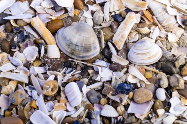 Soyut Arkaplan ya da duvar kağıdı olarak taşlar ya da kabuklar