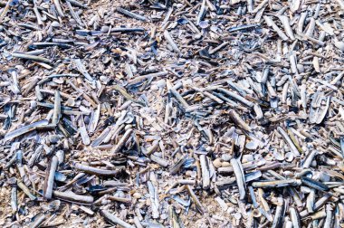 Soyut Arkaplan ya da duvar kağıdı olarak taşlar ya da kabuklar