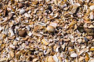 Soyut Arkaplan ya da duvar kağıdı olarak taşlar ya da kabuklar