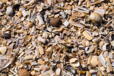 Soyut Arkaplan ya da duvar kağıdı olarak taşlar ya da kabuklar