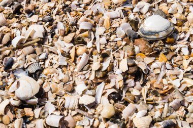 Soyut Arkaplan ya da duvar kağıdı olarak taşlar ya da kabuklar