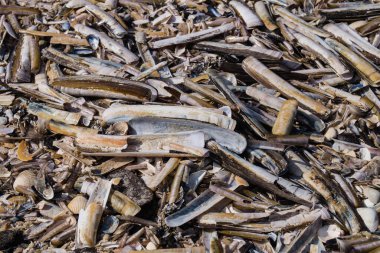 Soyut Arkaplan ya da duvar kağıdı olarak taşlar ya da kabuklar