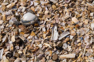 Soyut Arkaplan ya da duvar kağıdı olarak taşlar ya da kabuklar