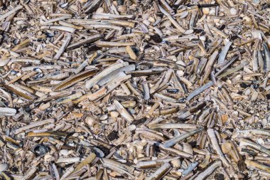 Soyut Arkaplan ya da duvar kağıdı olarak taşlar ya da kabuklar