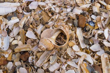 Soyut Arkaplan ya da duvar kağıdı olarak taşlar ya da kabuklar