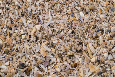 Soyut Arkaplan ya da duvar kağıdı olarak taşlar ya da kabuklar