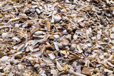 Soyut Arkaplan ya da duvar kağıdı olarak taşlar ya da kabuklar