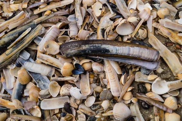 Pietre Conchiglie Come Sfondo Astratto Carta Parati — Foto Stock