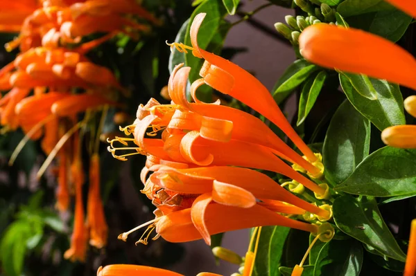 アフリカオレンジ色のラッパ花 Bignoniaceace — ストック写真