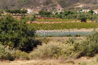 Portekiz 'deki Rasmalho' da bir leylek sürüsü.
