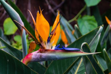 Strelitzia Nicolai - Strelitzia reginae