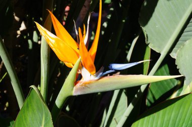 Strelitzia Nicolai - Strelitzia reginae