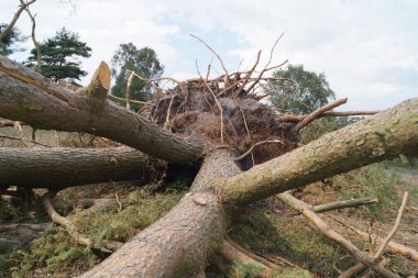 Herwart fırtınası doğadaki ağaçları kökünden söktü. Ruebker Mağribi 'ni sakladı.