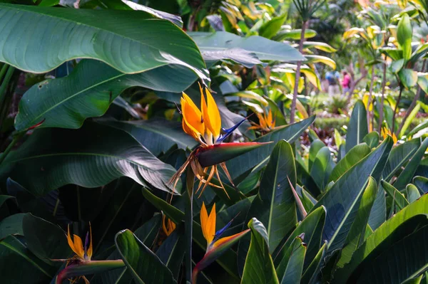 Strelitzia Nicolai Strelitzia Reginae — Fotografia de Stock