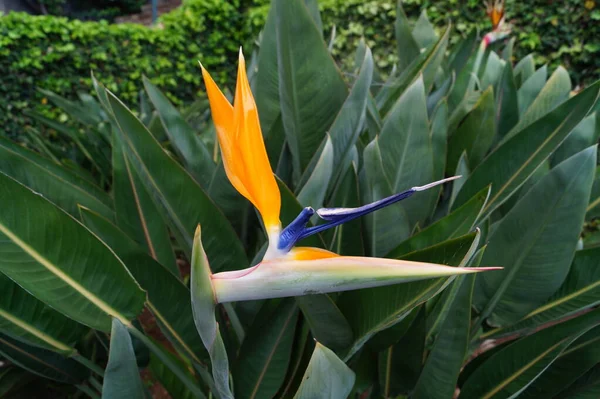 Strelitzia Nicolai Strelitzia Reginae — ストック写真