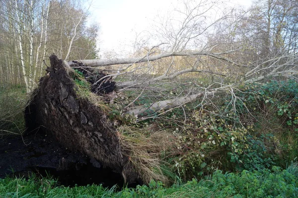 Storm Herwart Uprooted Trees Nature Reserve Ruebker Moor — Stock Photo, Image