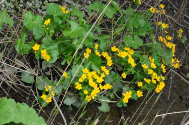 Hamburg 'un yanındaki bataklıkta Marigold Caltha Palustris.