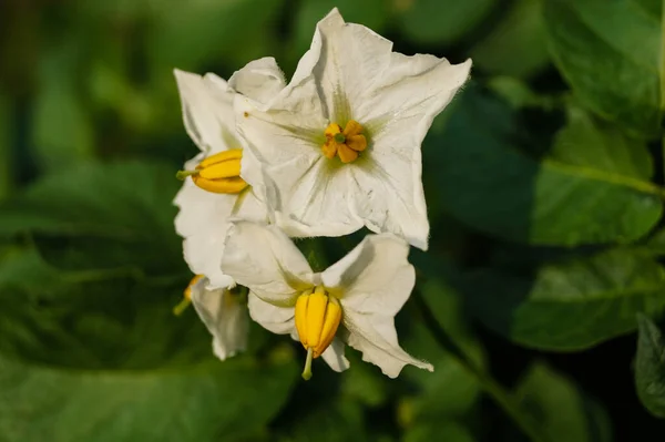 Süßkartoffel Ipomoea Batatas — Stockfoto