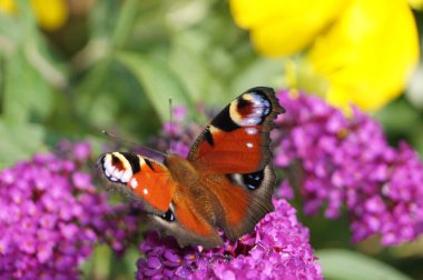 Tavuskuşu Kelebeği Buda Daviddii 'de Kelebek Kelebeği