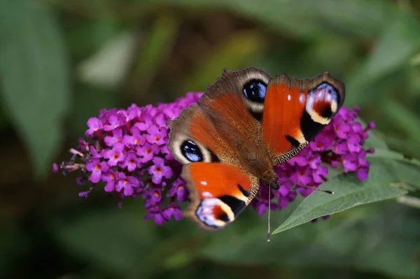 Mariposa Del Pavo Real Buddleja Davidii Arbusto Mariposa —  Fotos de Stock